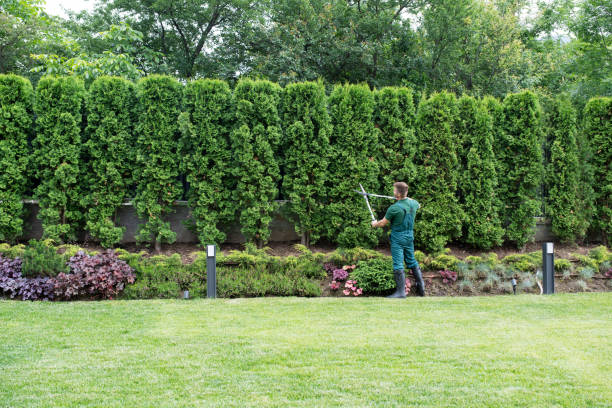 Best Lawn Renovation and Restoration  in Newark, CA