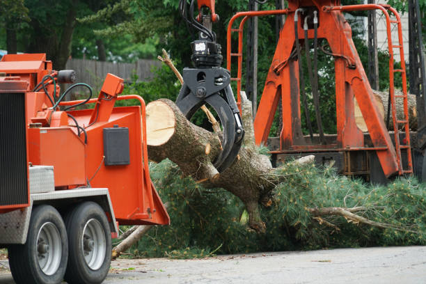 Best Lawn Disease Treatment  in Newark, CA