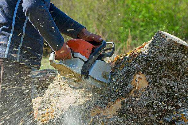 Best Tree and Shrub Care  in Newark, CA